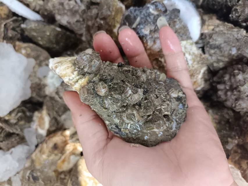 太平洋牡蛎鲜活肉质特写，乳白色闭壳肌饱满湿润，表面覆薄层清亮黏液，背景为蓝色海水养殖网箱
