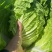 凌海大白菜上市中