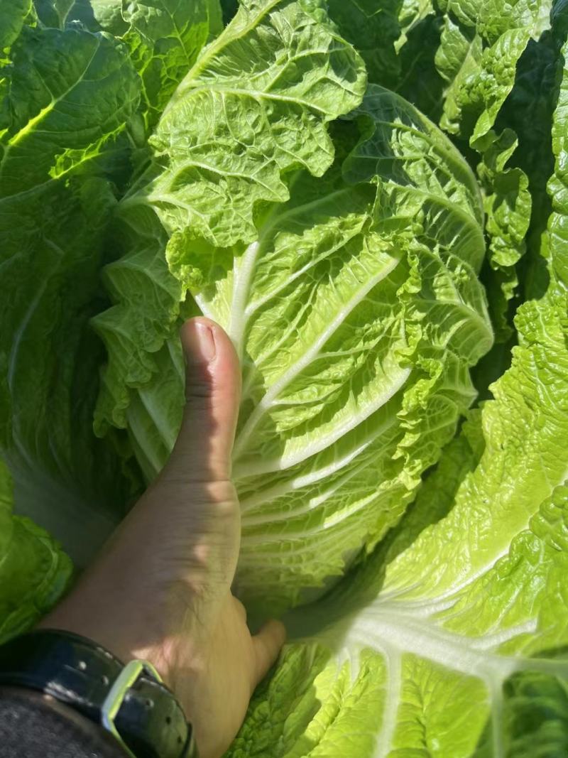 凌海大白菜上市中
