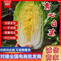 【黄心白菜】黄心白菜湖北精品上市产地直供全国市场电联