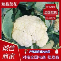 湖北菜花精品松花菜大量上市中产地直供量大从优欢迎联