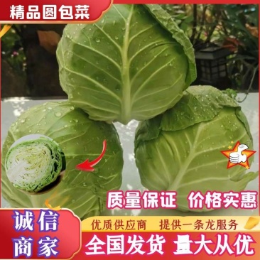 【精品】湖北甘蓝圆包菜货源充足品质保证欢迎客商来选购