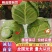 【精品】湖北甘蓝圆包菜货源充足品质保证欢迎客商来选购