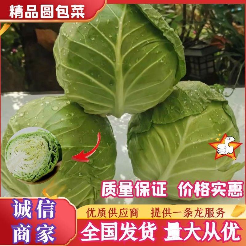 【精品】湖北甘蓝圆包菜货源充足品质保证欢迎客商来选购