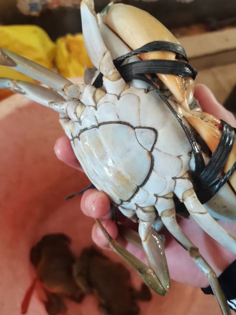 天然螃蟹海鲜
