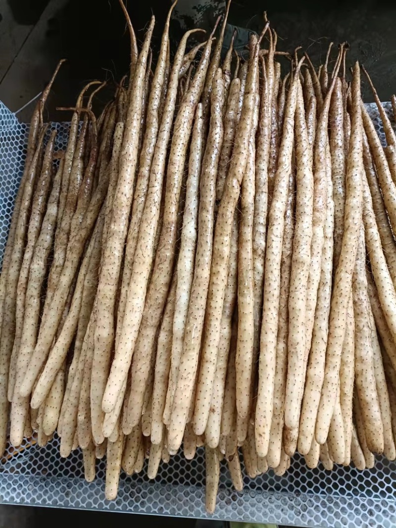 【河北小白嘴山药】常年有货软糯香甜对接市场电商商超