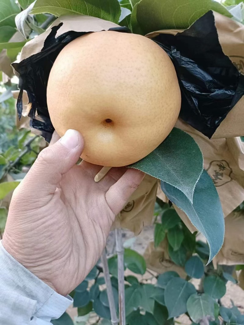 晚秋黄梨大量上市