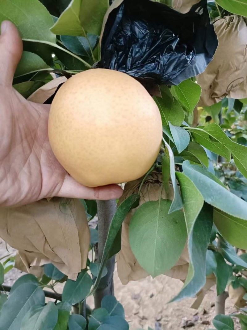 晚秋黄梨大量上市