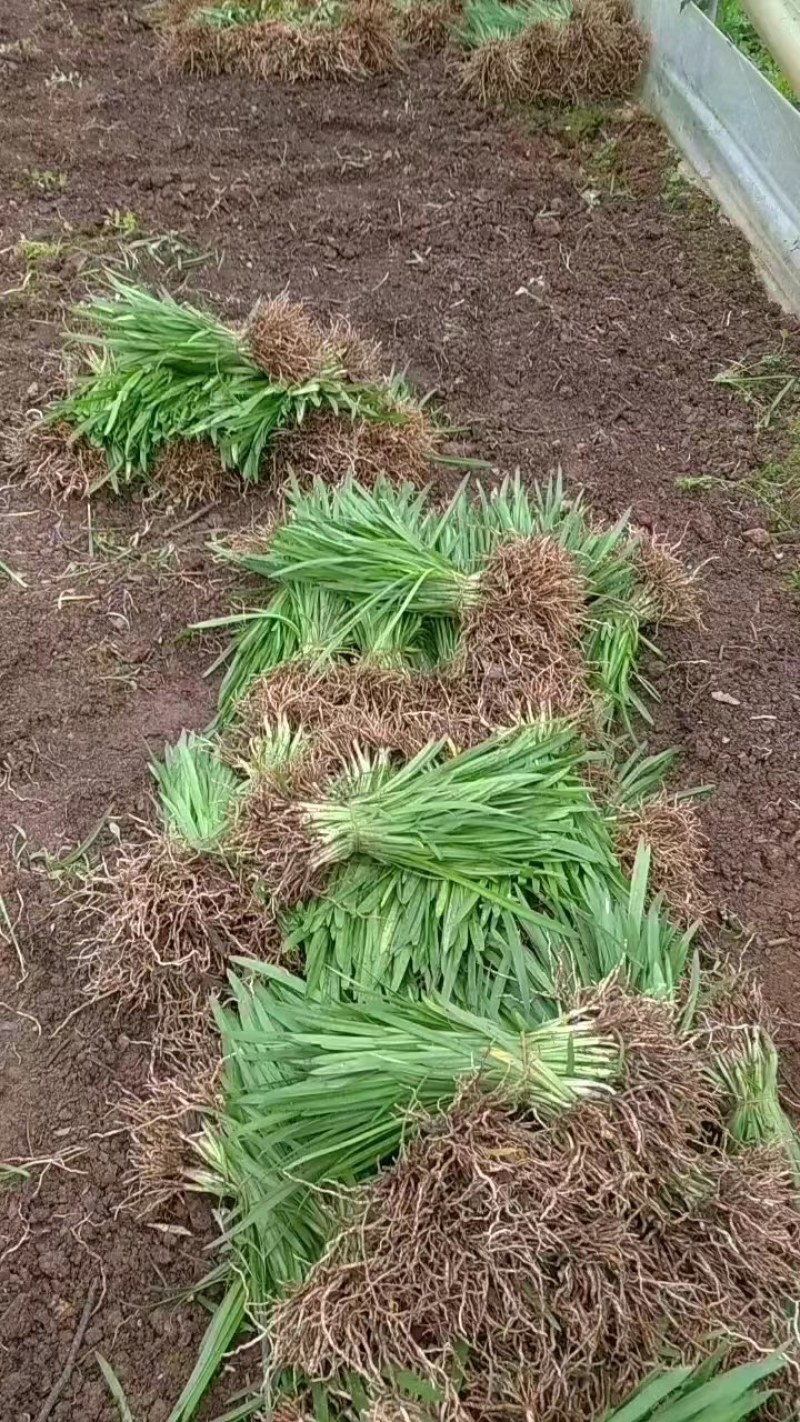 百子莲苗大量有货，价格优惠，欢迎各位老板前来选购
