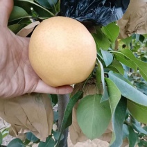 晚秋黄梨大量上市