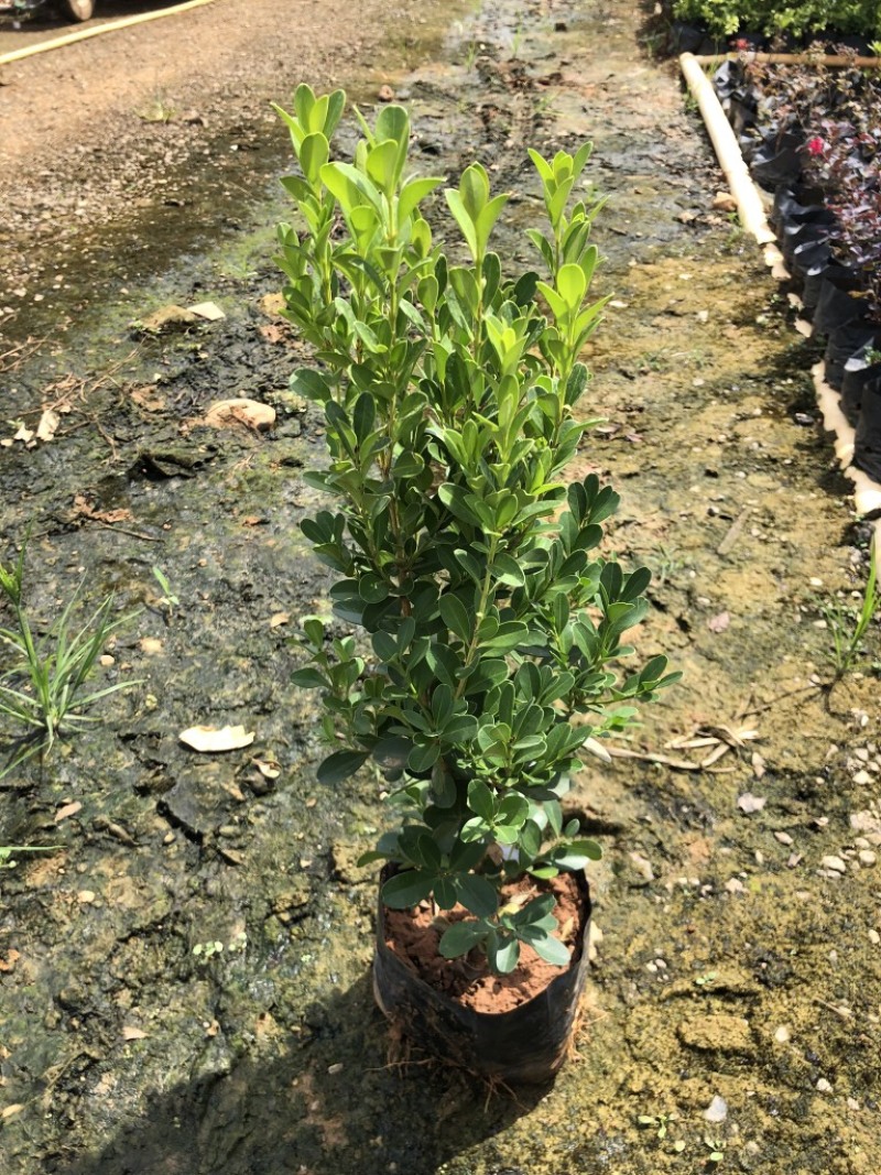 栀子花