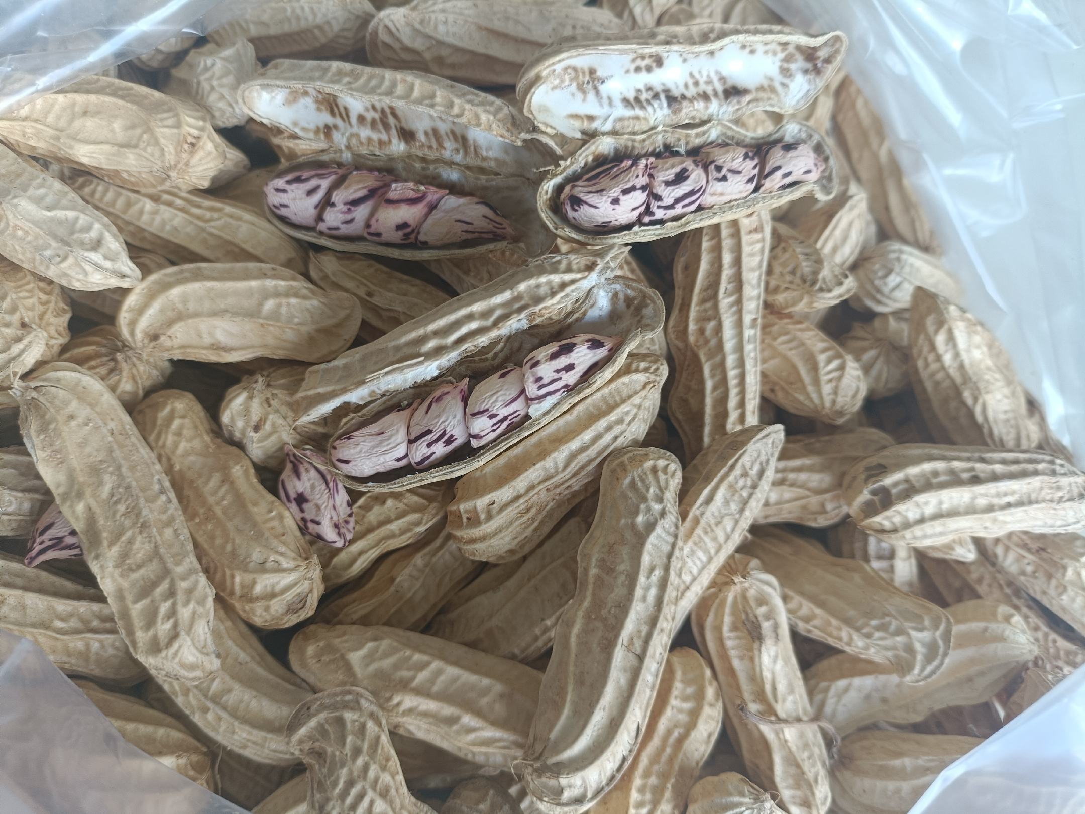 成品花生夹心巧克力整齐排列,外层巧克力光滑有光泽,内馅隐约可见金黄花生仁 成品展示图