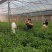四会柑陈皮柑苗