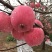 【牛商优选】红富士苹果大量供应一手货源视频看货