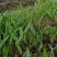 毛慈菇直播苗1公分以上毛慈菇苗山慈菇苗，行家才栽这种苗