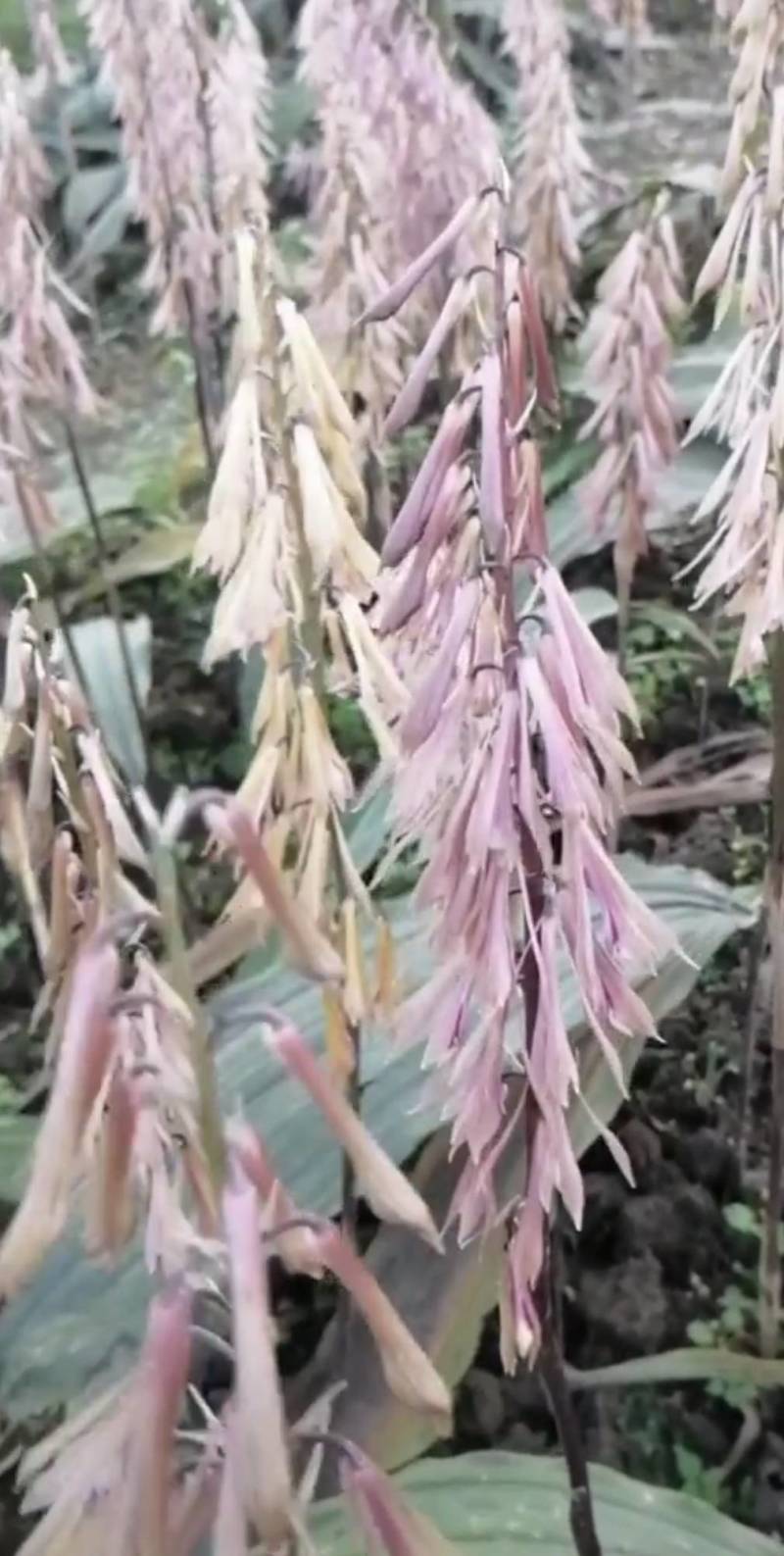 毛慈菇直播苗1公分以上毛慈菇苗山慈菇苗，行家才栽这种苗