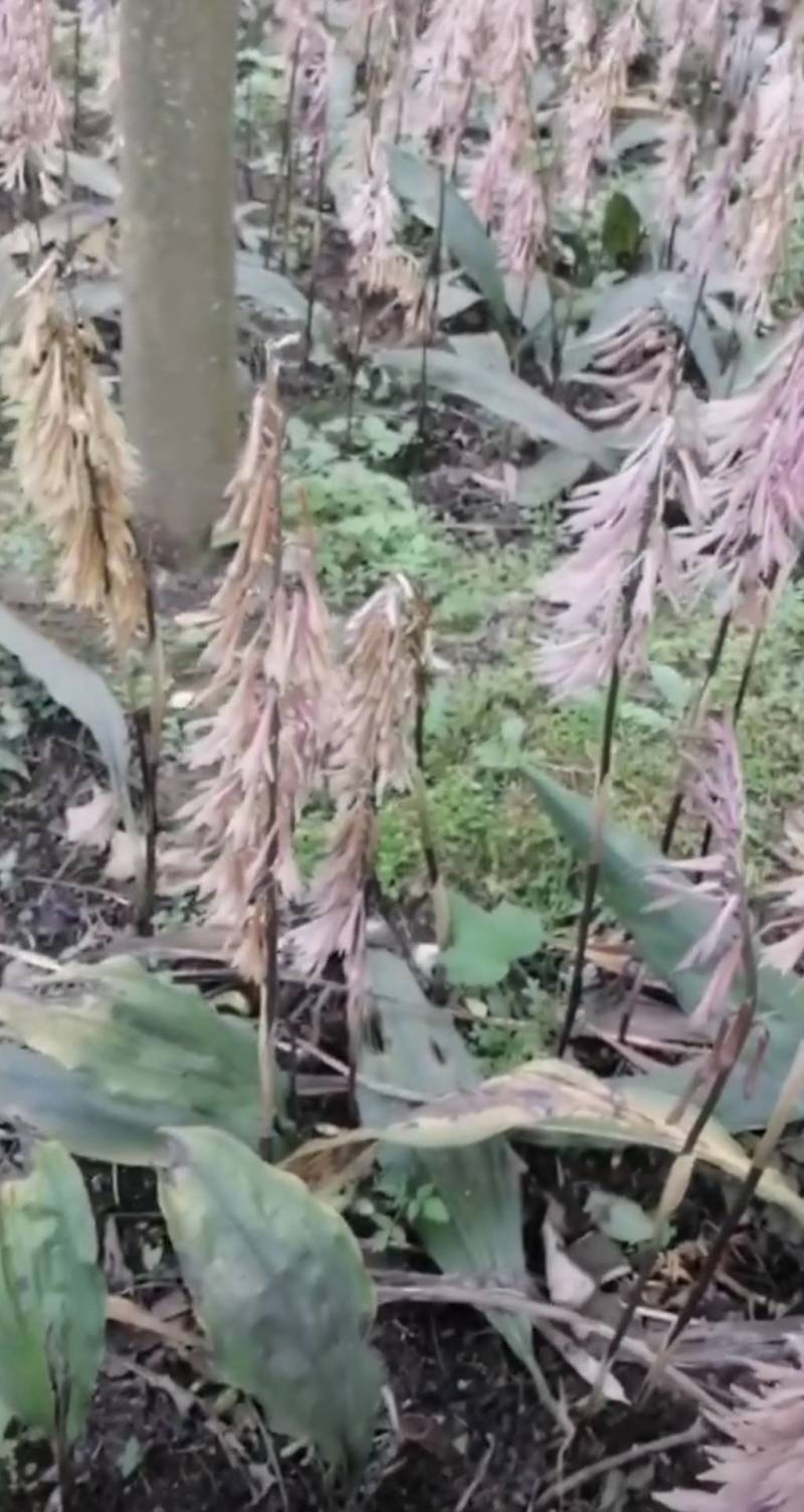 毛慈菇直播苗1公分以上毛慈菇苗山慈菇苗，行家才栽这种苗