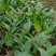 毛慈菇直播苗1公分以上毛慈菇苗山慈菇苗，行家才栽这种苗