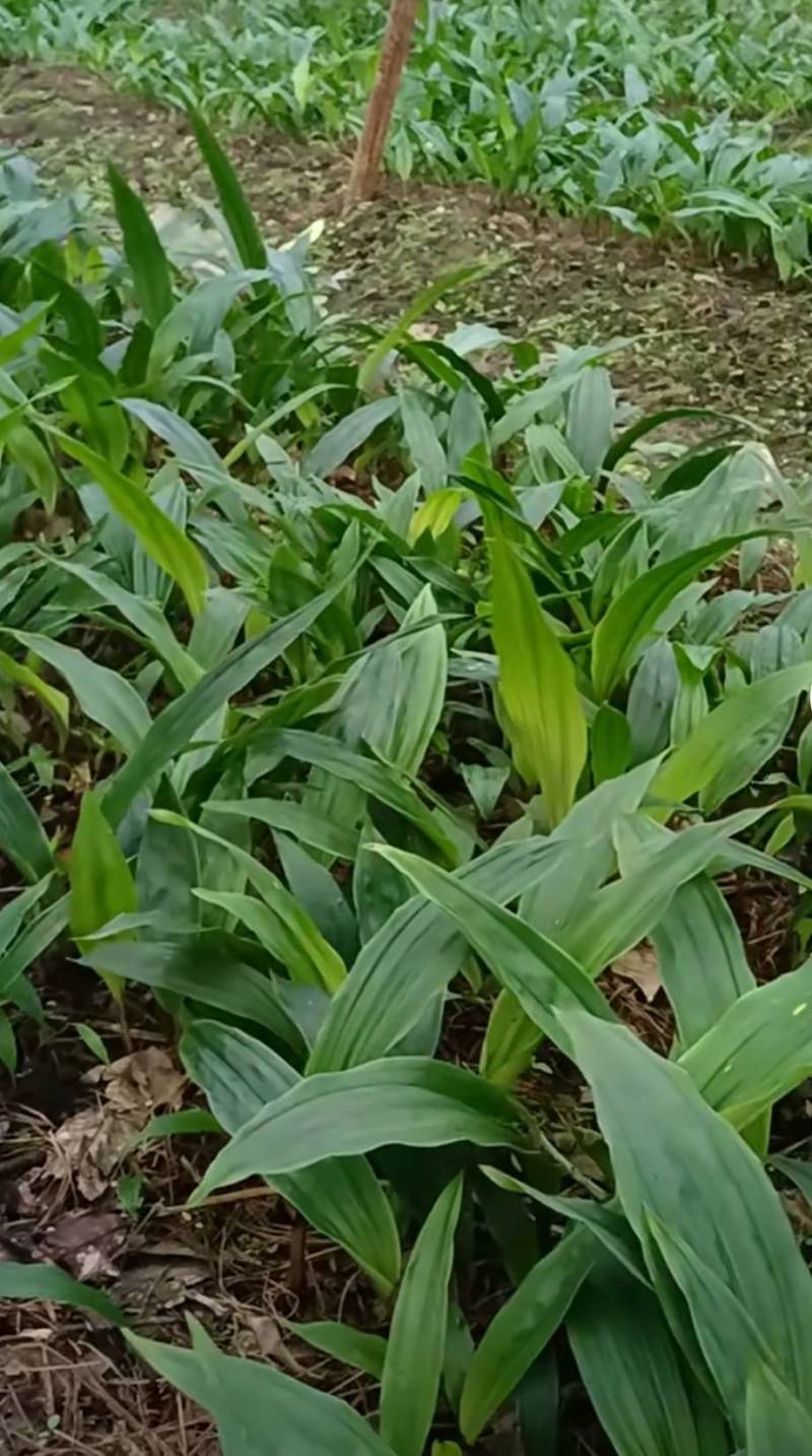 毛慈菇直播苗1公分以上毛慈菇苗山慈菇苗，行家才栽这种苗