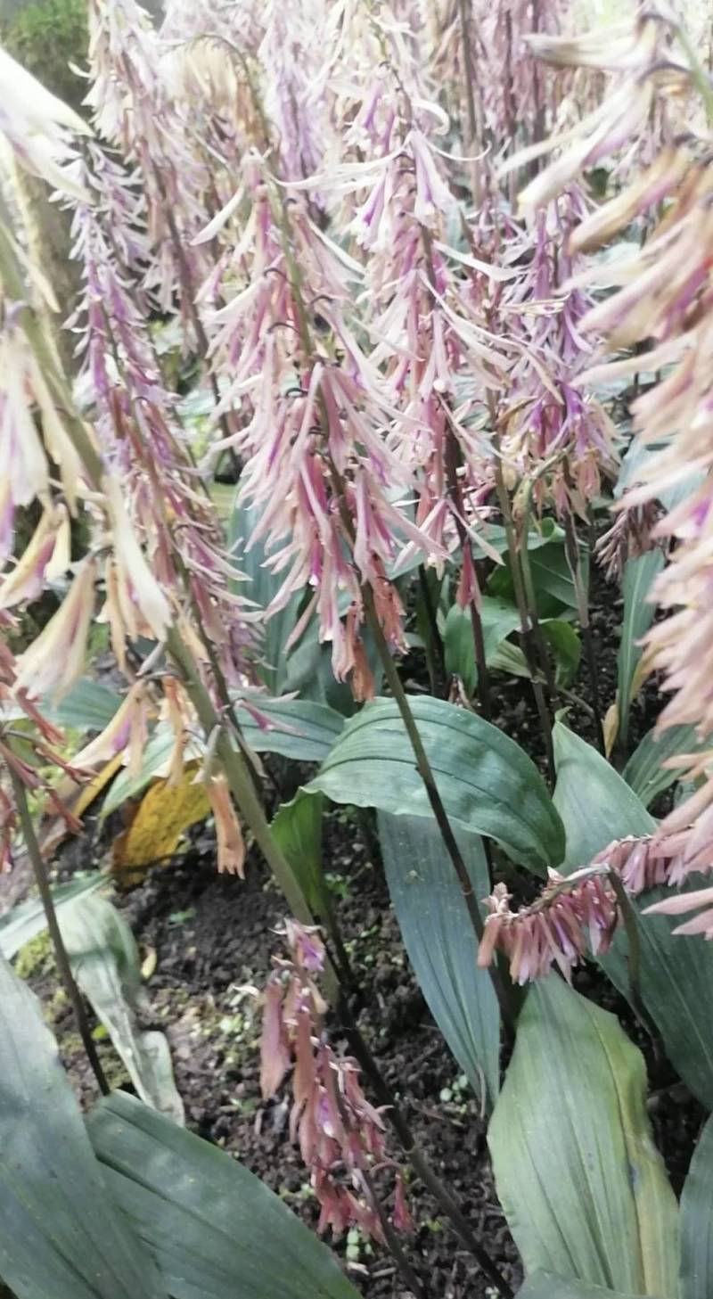毛慈菇直播苗1公分以上毛慈菇苗山慈菇苗，行家才栽这种苗