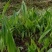 毛慈菇直播苗1公分以上毛慈菇苗山慈菇苗，行家才栽这种苗