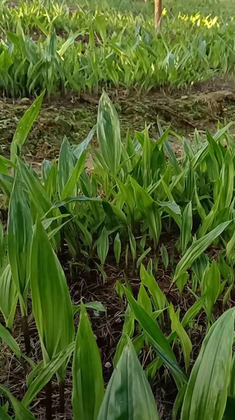 毛慈菇直播苗1公分以上毛慈菇苗山慈菇苗，行家才栽这种苗