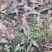 毛慈菇直播苗1公分以上毛慈菇苗山慈菇苗，行家才栽这种苗