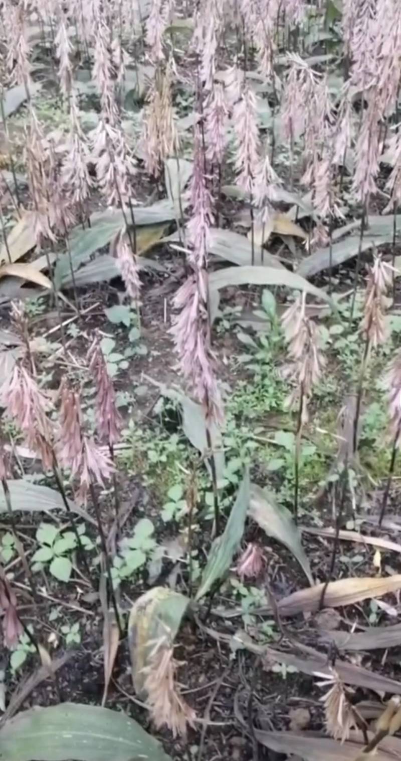 毛慈菇直播苗1公分以上毛慈菇苗山慈菇苗，行家才栽这种苗