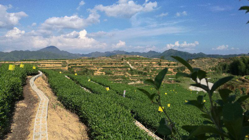 福建安溪铁观音产地，自有茶园批发，原产地发货，价格实惠