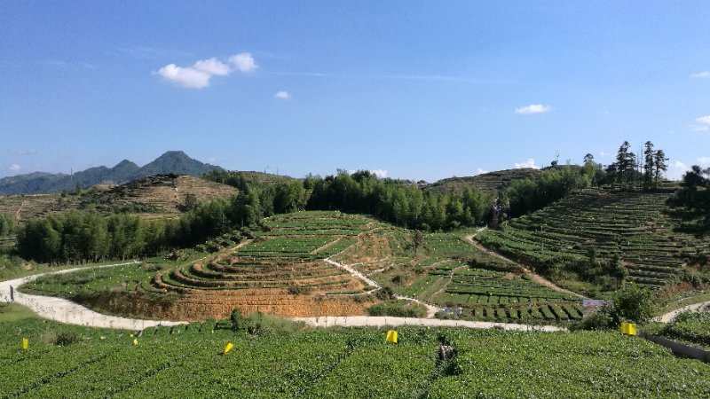 福建安溪铁观音产地，自有茶园批发，原产地发货，价格实惠