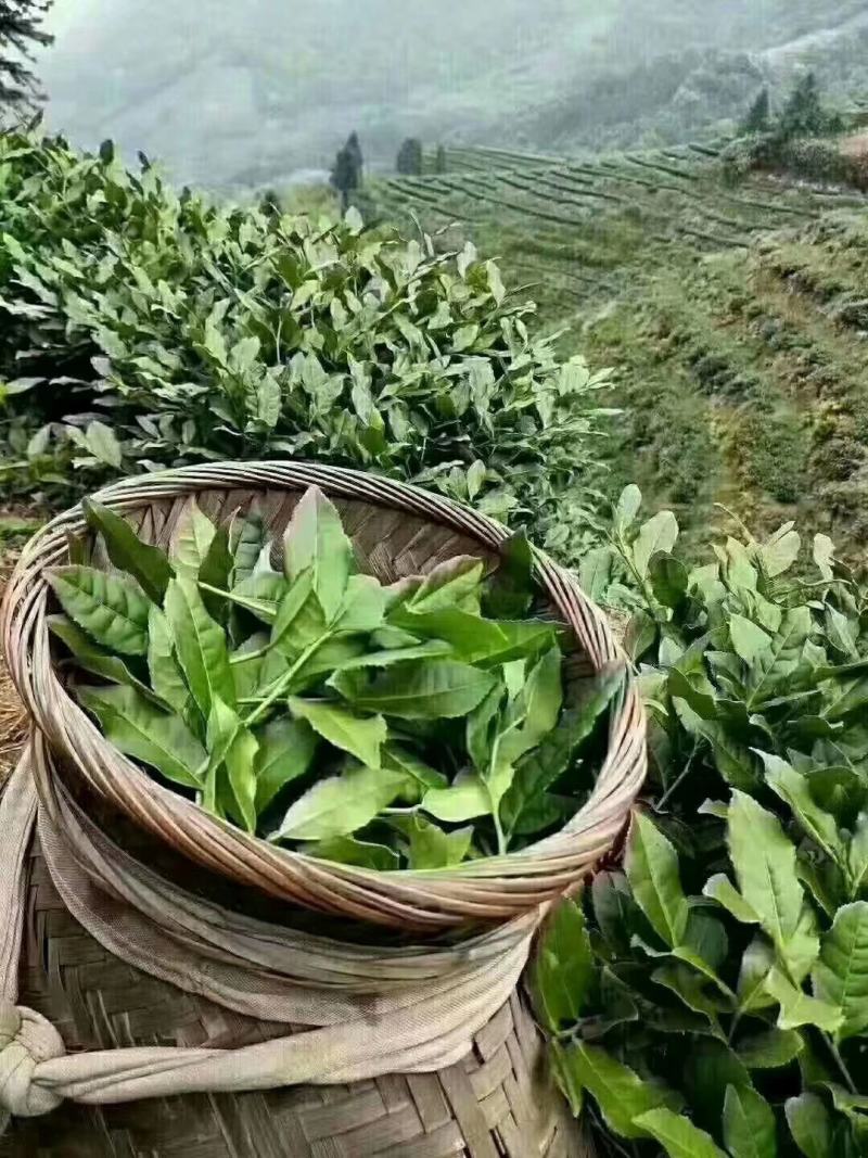 福建安溪铁观音产地，自有茶园批发，原产地发货，价格实惠