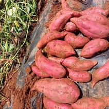 云南高原红薯基地直发，保质保量，价格公道，欢迎致电合作