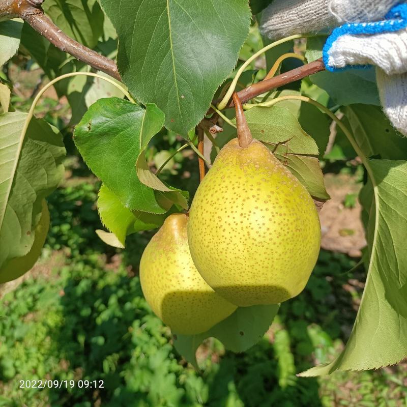 北镇大鸭梨