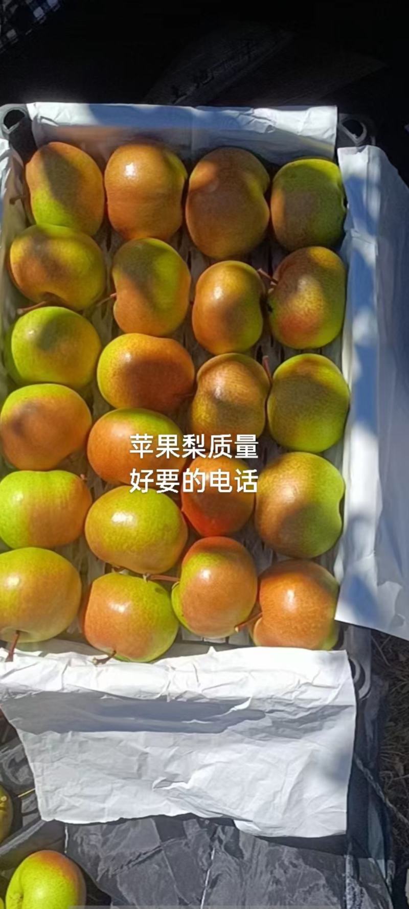 辽宁北镇苹果梨