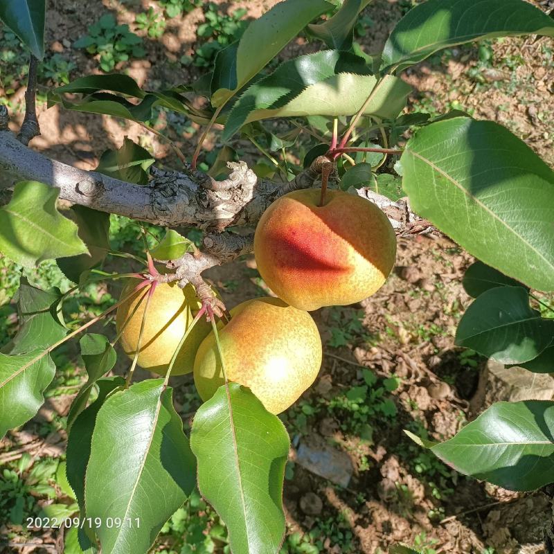 辽宁北镇苹果梨