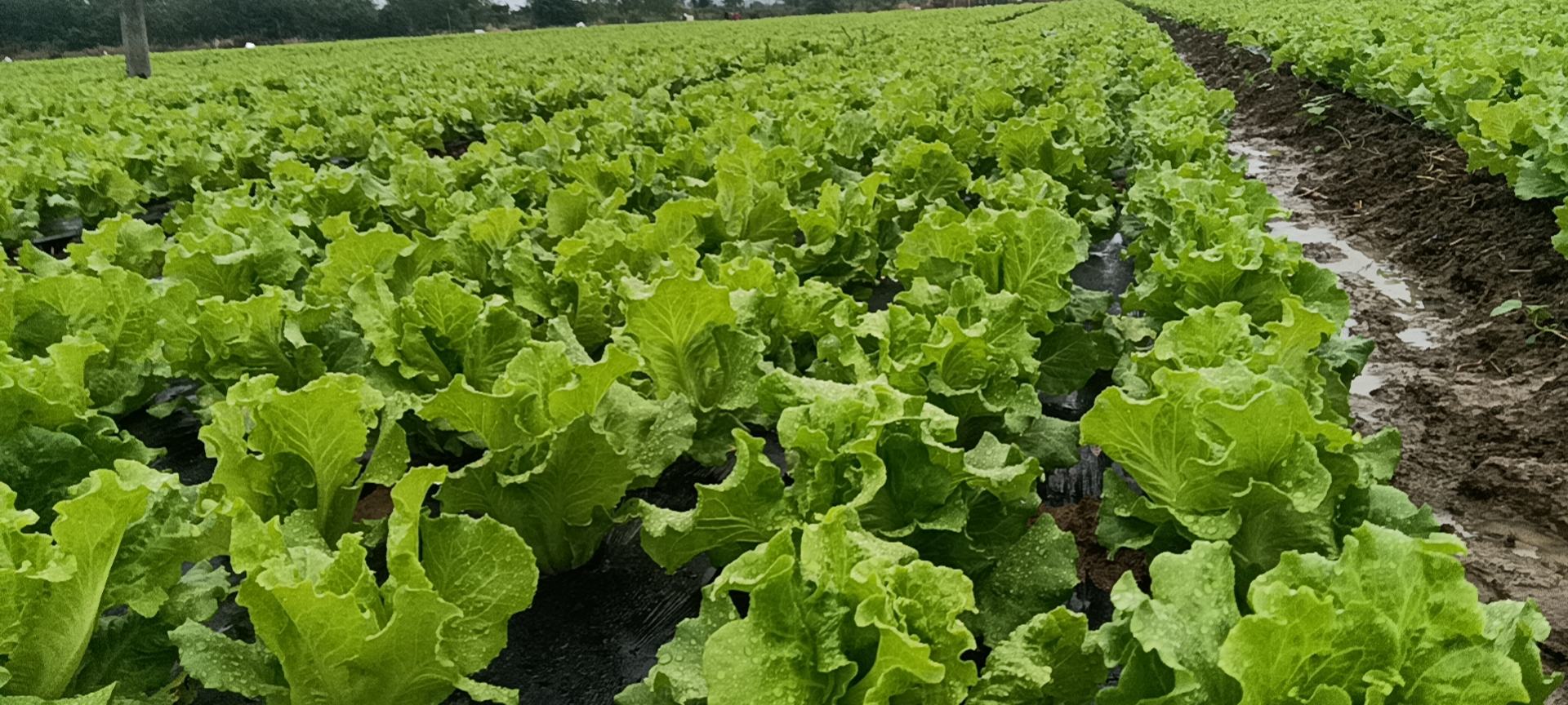 生菜与番茄榨汁成品图