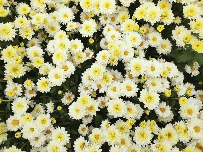 菊花