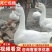 大种鹅苗孵化基地厂家直供包技术包成活率做好疫苗发货