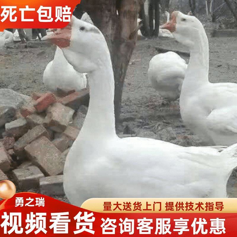 大种鹅苗孵化基地厂家直供包技术包成活率做好疫苗发货
