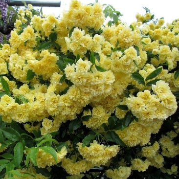 木香花苗四季红色盆栽带花爬藤植物浓香吸味绿植好养活