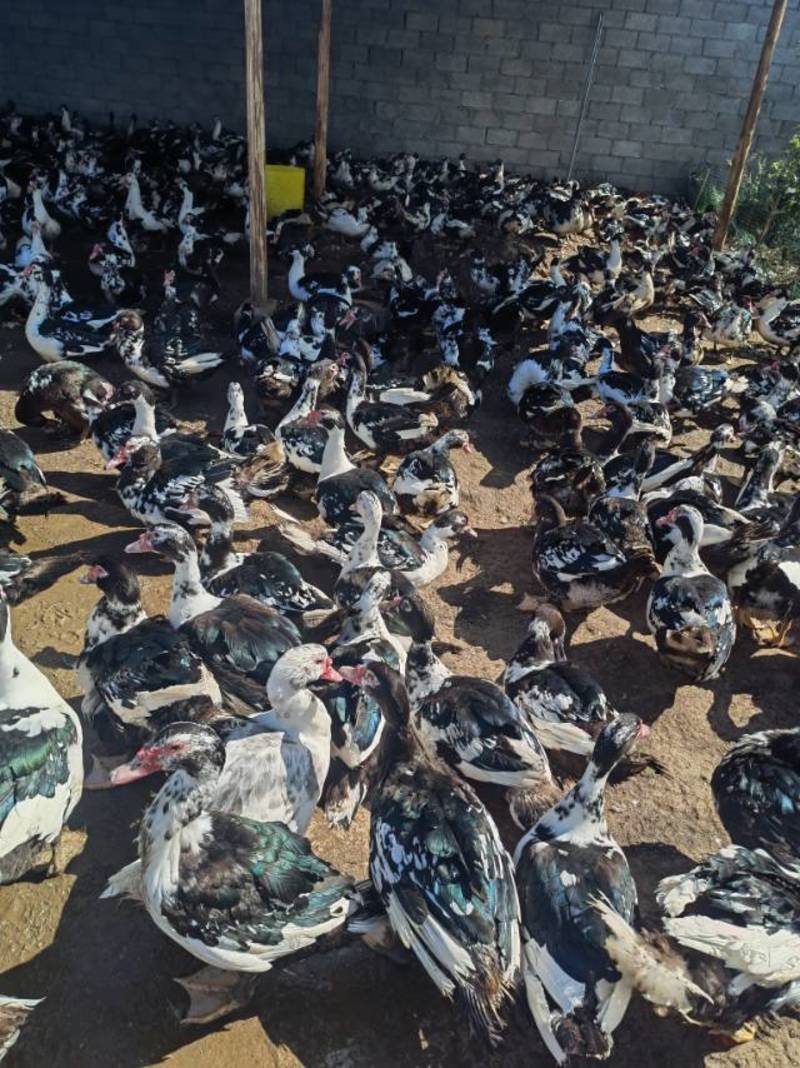 贵州黔西南精品番鸭货源充足量大从优欢迎采购