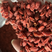 红枸杞中颗粒颜色好低价促销产地瓜州欢迎下单