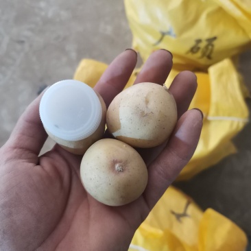 【优选】迷你小土豆，黄皮黄心小土豆，对接市场批发量大从优
