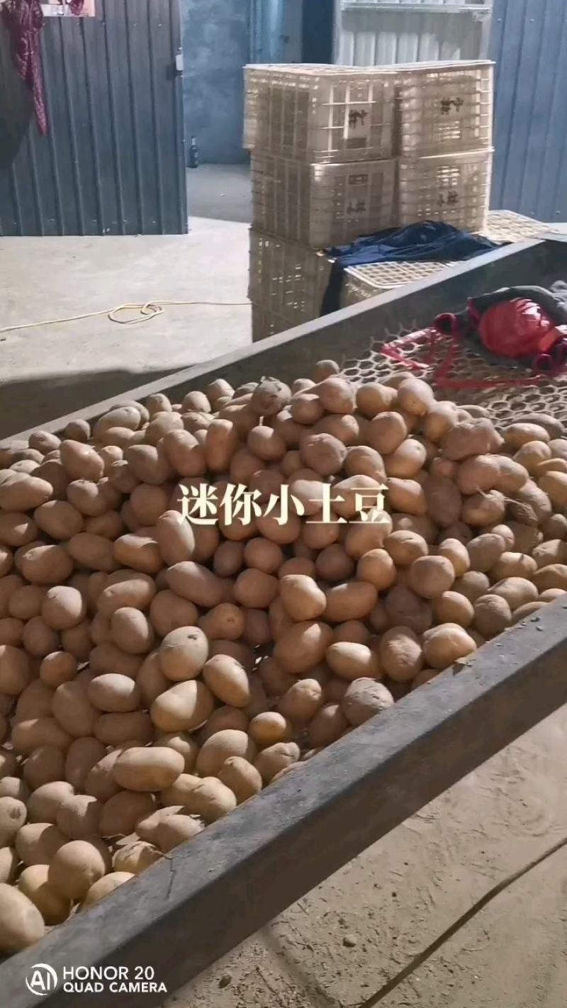【优选】迷你小土豆，黄皮黄心小土豆，对接市场批发量大从优