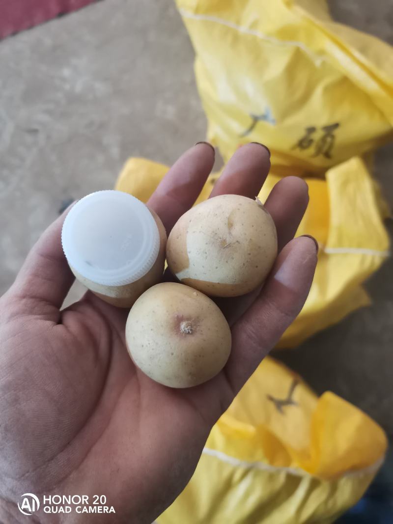 【优选】迷你小土豆，黄皮黄心小土豆，对接市场批发量大从优