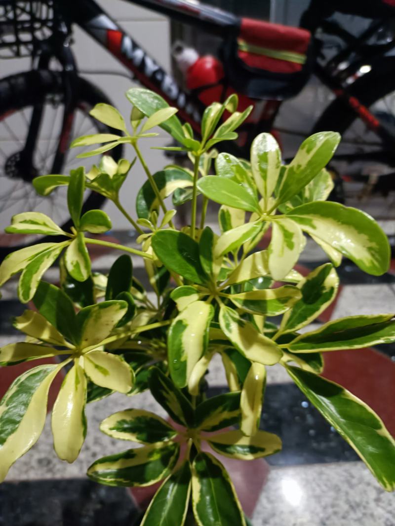 鹅掌财