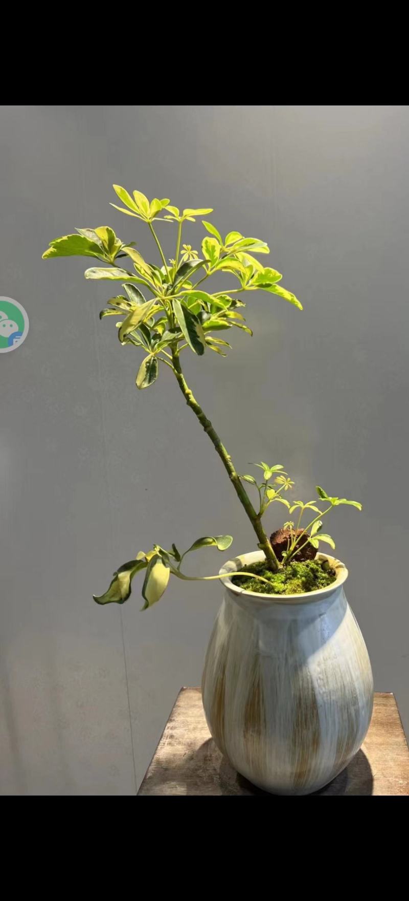 鹅掌财