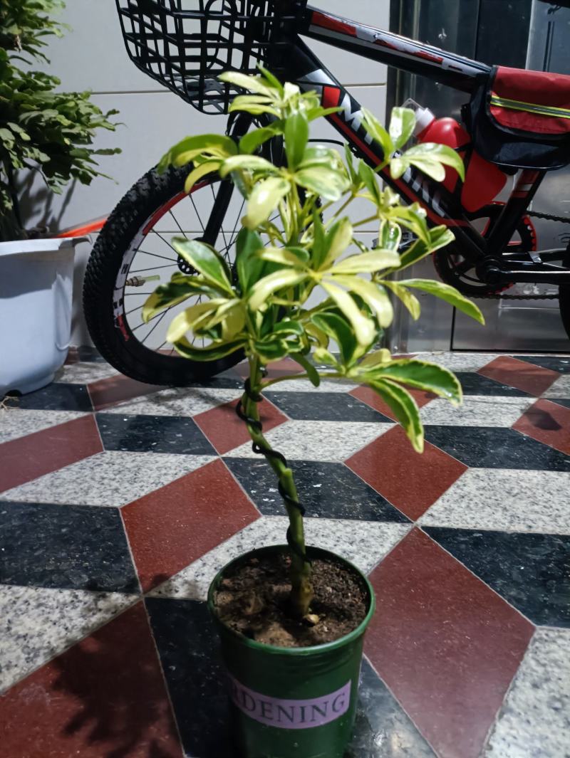 鹅掌财
