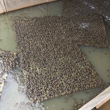 福建牛蛙小四脚大蛙
