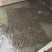 福建牛蛙小四脚大蛙